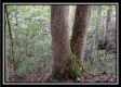 Tract 3 - Bohemian Woods property photo