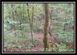 Tract 3 - Bohemian Woods property photo