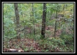 Tract 3 - Bohemian Woods property photo