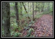 Tract 3 - Bohemian Woods property photo
