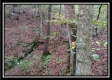 Tract 3 - Bohemian Woods property photo
