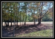 Tract 3 - Bohemian Woods property photo