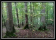 More of Tract 3 - Bohemian Woods
