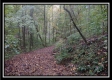 Tract 3 - Bohemian Woods property photo