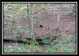 Tract 3 - Bohemian Woods property photo