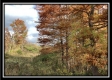 Seclusion Cabin - Tract 3 at Deer Ridge property photo
