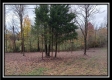 Tract 1 - Bohemian Woods property photo