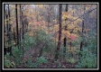 Tract 1 - Bohemian Woods property photo