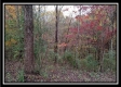 Tract 1 - Bohemian Woods property photo
