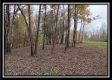 Tract 1 - Bohemian Woods property photo