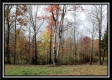 More of Tract 1 - Bohemian Woods