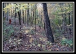 Tract 1 - Bohemian Woods property photo