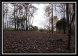 Tract 1 - Bohemian Woods property photo