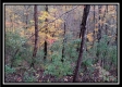 Tract 1 - Bohemian Woods property photo
