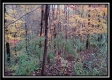 Tract 1 - Bohemian Woods property photo