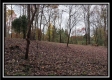 Tract 1 - Bohemian Woods property photo