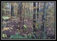 Tract 1 - Bohemian Woods property photo