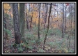 Tract 1 - Bohemian Woods property photo