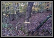 Tract 1 - Bohemian Woods property photo