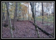 Tract 1 - Bohemian Woods property photo