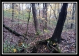 More of Tract 1 - Bohemian Woods