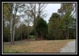 More of Tract 1 - Bohemian Woods