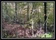The Pond at Bohemian Woods property photo