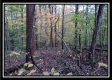 The Pond at Bohemian Woods property photo