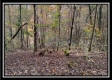 The Pond at Bohemian Woods property photo