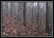 Tract 13 - Number 12 Hollow property photo