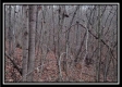 Tract 13 - Number 12 Hollow property photo