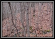 Tract 13 - Number 12 Hollow property photo