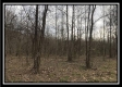Tract 8 - The Woods at Sunfish Creek property photo