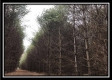 Tract 8 - The Woods at Sunfish Creek property photo