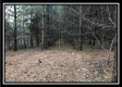 Tract 8 - The Woods at Sunfish Creek property photo
