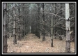 Tract 8 - The Woods at Sunfish Creek property photo