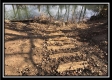 More of Tract 8 - The Woods at Sunfish Creek