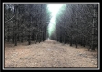 Tract 8 - The Woods at Sunfish Creek property photo
