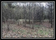Tract 7 - 9.9 Acres on Sunfish Creek property photo