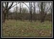 Tract 7 - 9.9 Acres on Sunfish Creek property photo