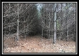 Tract 7 - 9.9 Acres on Sunfish Creek property photo