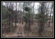 Tract 7 - 9.9 Acres on Sunfish Creek property photo