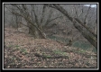 Tract 7 - 9.9 Acres on Sunfish Creek property photo