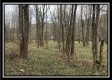Tract 7 - 9.9 Acres on Sunfish Creek property photo