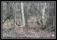 Tract 12 at The Woods at Sunfish Creek property photo