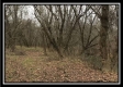 Tract 12 at The Woods at Sunfish Creek property photo