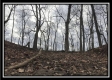 Tract 12 at The Woods at Sunfish Creek property photo