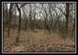 Tract 12 at The Woods at Sunfish Creek property photo
