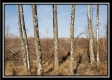 Whitetail Retreat Cabin at Deer Ridge property photo