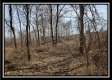 Whitetail Retreat Cabin at Deer Ridge property photo